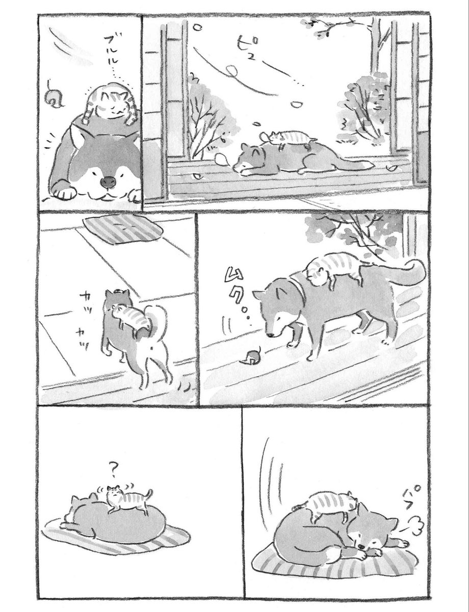 nyanta_mikan's tweet photo. 急に寒くなりました🥶（再掲） https://t.co/I8gT6Ahabg
