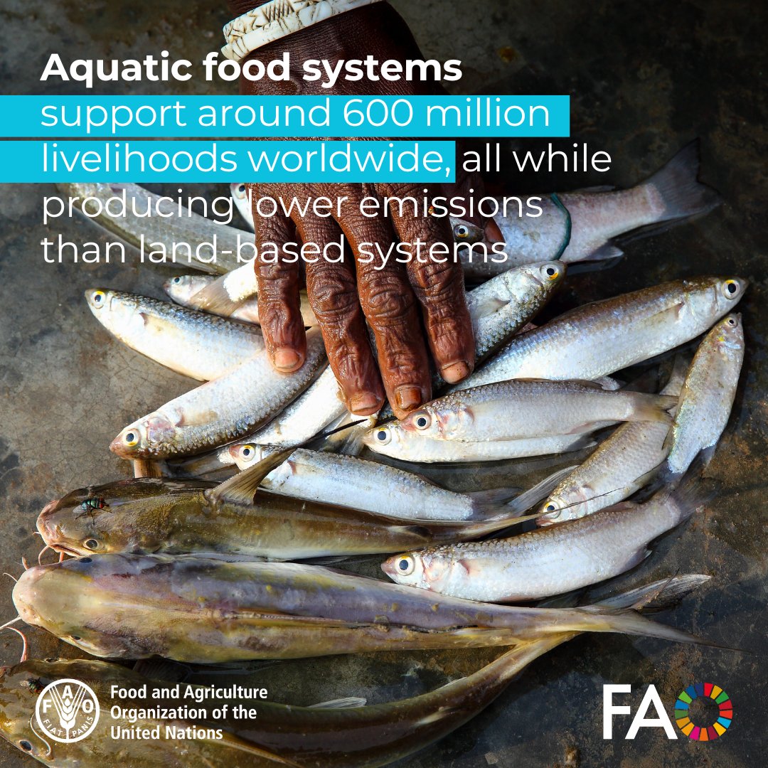 📣 Aquatic food systems support around 600 million livelihoods worldwide!! 

🐟💦When managed sustainably, the aquatic food sector thrives with a low carbon footprint and significant growth potential.

FAO at #COP29 ➡️ ow.ly/TsbX50U8PBQ