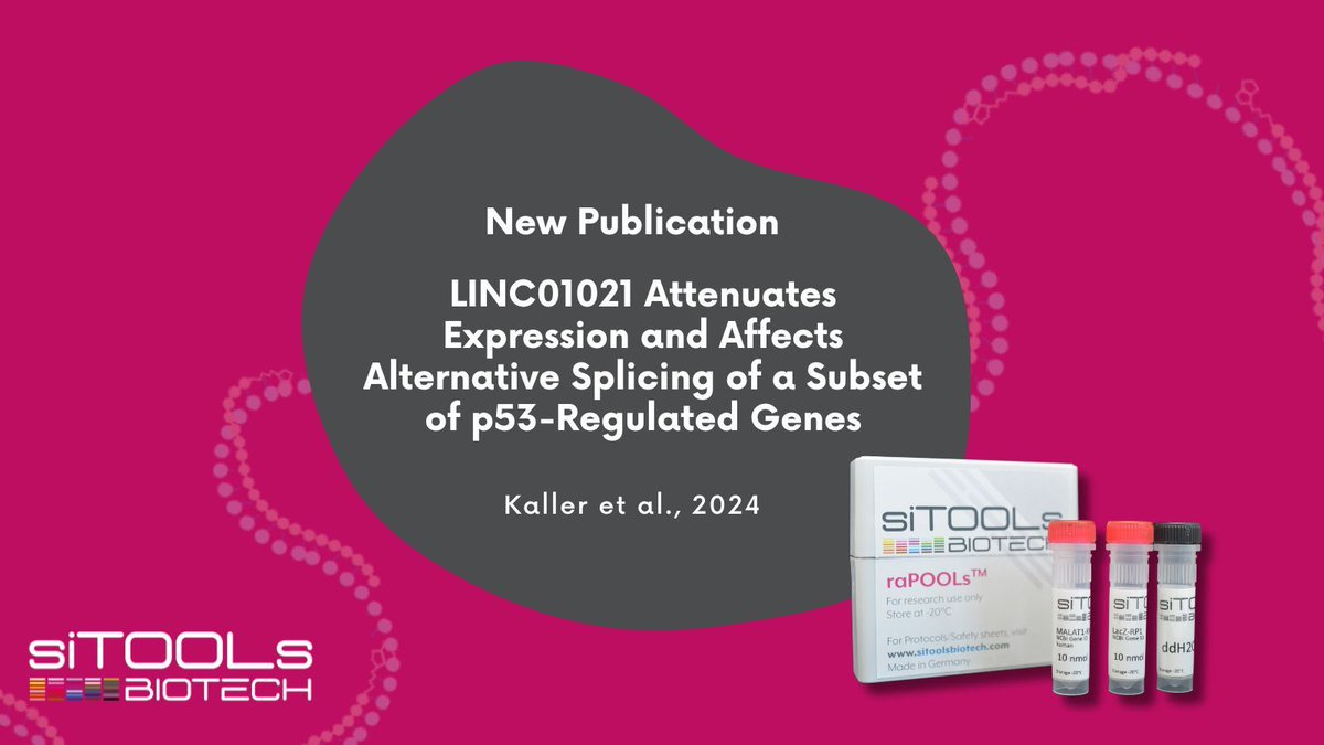 Excited to share a recent publication using our raPOOLs: LINC01021 Attenuates Expression and Affects Alternative Splicing of a Subset of p53-Regulated Genes. Thank you for choosing raPOOLs for targeted RNA capture!  Read more: buff.ly/3Z8zI3s  #GeneRegulation #p53