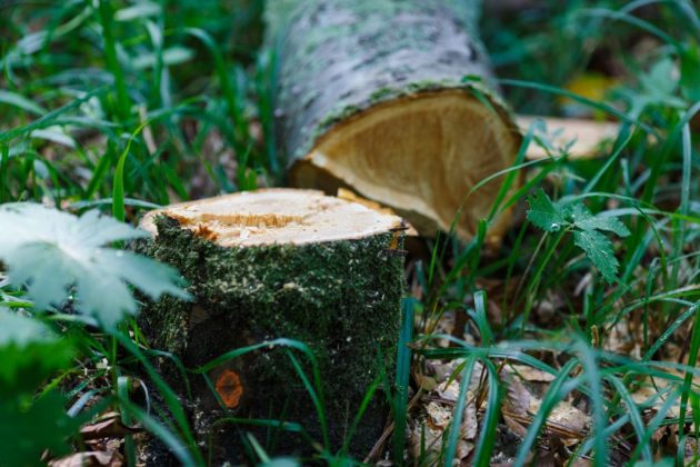 GreenReport_'s tweet image. Dezbaterile din #ComisiaJuridică pe tema noului #CodSilvic au fost un spectacol de forțe politice și interese #economice care s-au lovit cap în cap, fiecare părând să-și joace ultima carte în această bătălie legislativă
tinyurl.com/3cywx4f9