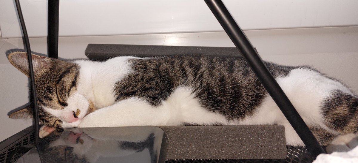 RanguGamer's tweet photo. El tío se ha hecho una camita con dos paneles anti eco...
Es un sándwich de gatito insonoro. https://t.co/16aw5BdiJq