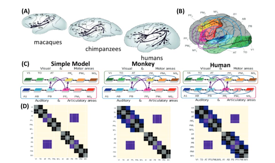 Rosario Tomasello (@tomasel9) on Twitter photo 🗣️ Great work by #MaximeCarriere simulating monkey and human frontotemporal connectivity structures (AF), revealing that verbal working memory emerges only in human model. 🧠
Co-supervised work with F #Pulvermüller
<a href="/bll_berlin/">Brain Language Lab</a> <a href="/FU_Berlin/">Freie Universität</a>
👉 doi.org/10.1080/095489… 🗣️ Great work by #MaximeCarriere simulating monkey and human frontotemporal connectivity structures (AF), revealing that verbal working memory emerges only in human model. 🧠
Co-supervised work with F #Pulvermüller
<a href="/bll_berlin/">Brain Language Lab</a> <a href="/FU_Berlin/">Freie Universität</a>
👉 doi.org/10.1080/095489…