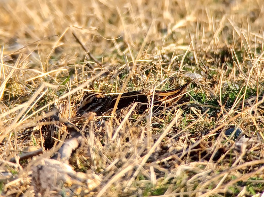 Charlotte Foote, now on Bluesky (@charlottefoote5) on Twitter photo A slow seawatch this morning with a trickle of Little Auks and a Velvet Scoter. Cool to have this Jack Snipe come in off the sea and land on the cliff in front of us.
<a href="/spurnbirdobs/">Spurn Bird Observatory</a> A slow seawatch this morning with a trickle of Little Auks and a Velvet Scoter. Cool to have this Jack Snipe come in off the sea and land on the cliff in front of us.
<a href="/spurnbirdobs/">Spurn Bird Observatory</a>