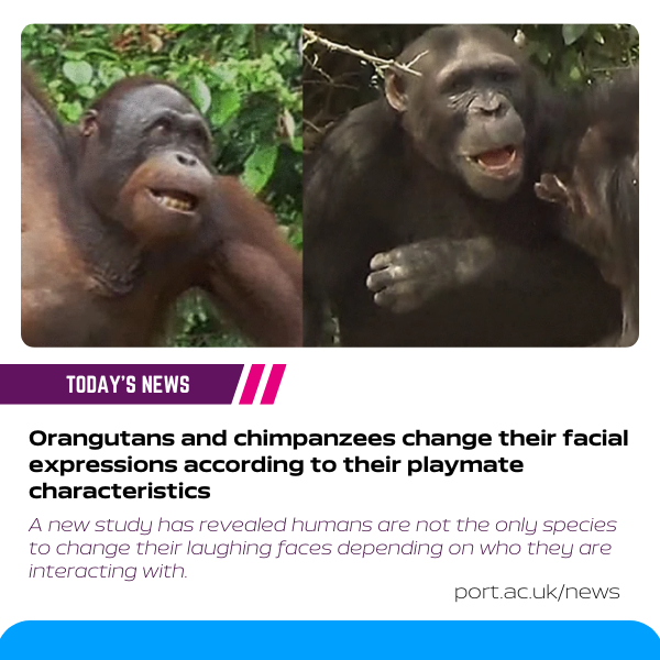 University of Portsmouth (@portsmouthuni) on Twitter photo Animal behaviour experts from @UoP_CCEP have shed new light on the evolution of facial expressions, by analysing the laughing faces of #Orangutans and #Chimpanzees.
More here: bit.ly/48ZWhdZ
<a href="/UoPScience/">UoP Faculty of Science & Health</a> @uop_psychology #PortsmouthUni #Portsmouth Animal behaviour experts from @UoP_CCEP have shed new light on the evolution of facial expressions, by analysing the laughing faces of #Orangutans and #Chimpanzees.
More here: bit.ly/48ZWhdZ
<a href="/UoPScience/">UoP Faculty of Science & Health</a> @uop_psychology #PortsmouthUni #Portsmouth