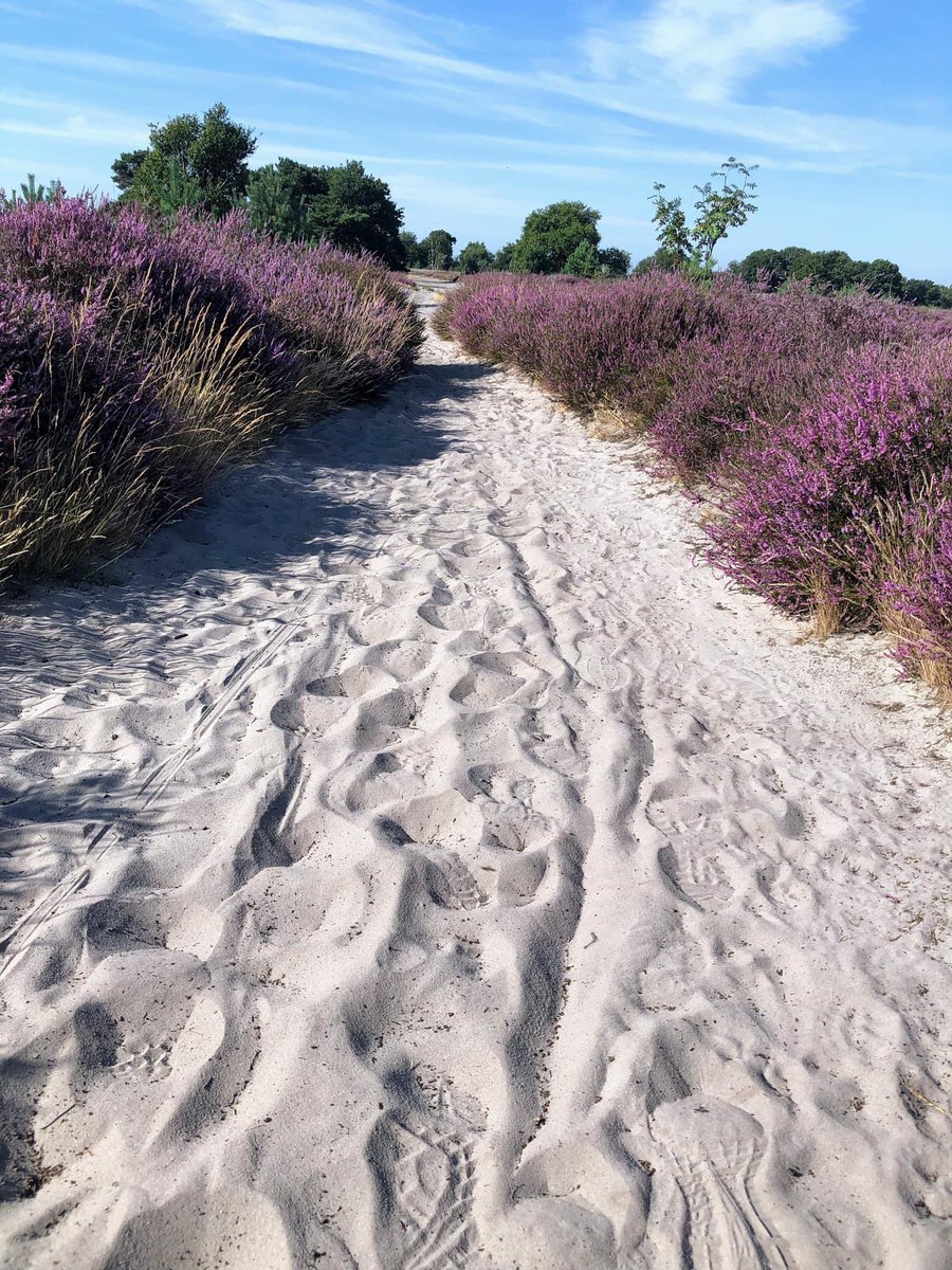 Margretha46's tweet image. #dag20 van de  #November_kiek door @Tpzijl en het thema is #Spoor

Sporen in het zand