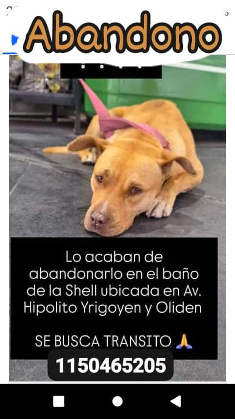 ComoNoAdorarlos's tweet photo. 🆘️🆘️ABANDONADO🆘️🆘️
LO DEJARON EN EL BAÑO DE UNA SHELL... NECESITA TRANSITO URGENTE🥺🙏🙏🙏 https://t.co/ha3O13cmv5