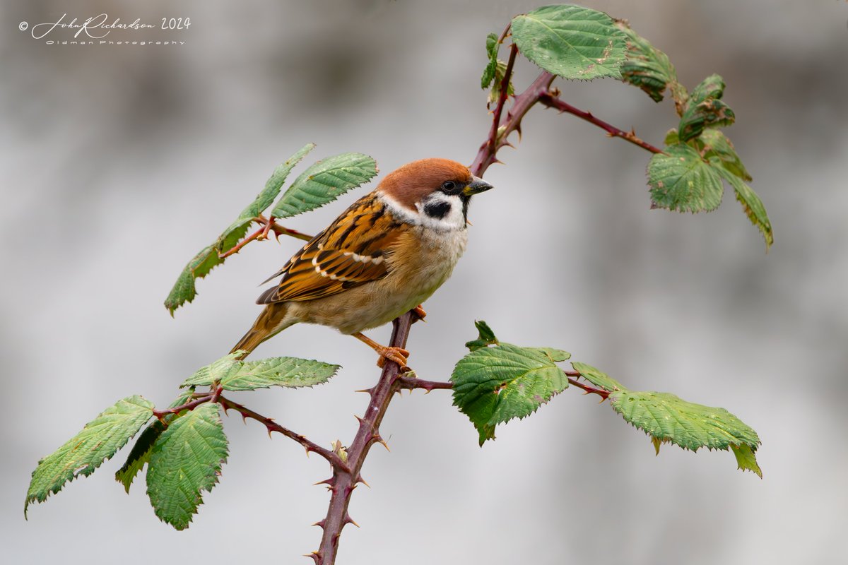 Old Man of Minsmere tweet media
