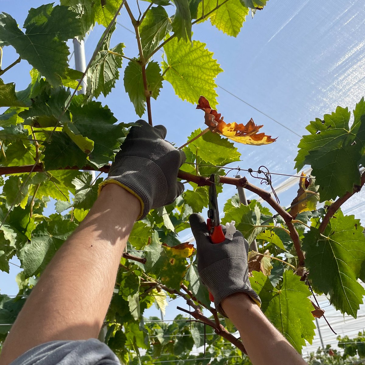 Uvasdoce tweet media