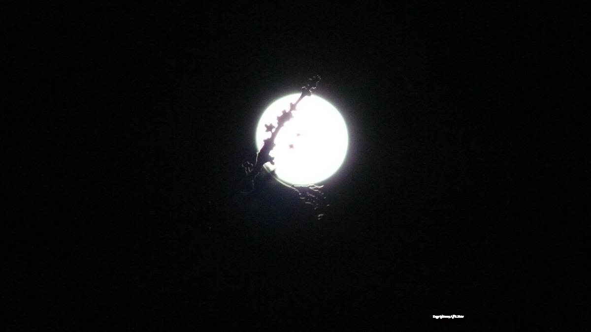 petedevonald's tweet photo. So pleased to have two haiku in the latest Cold Moon Journal.
Huge thanks to Roberta Beach Jacobson
https://t.co/jiE0mpUBhB
#haiku #poetry #coldmoonjournal https://t.co/1c5YGyD6IQ