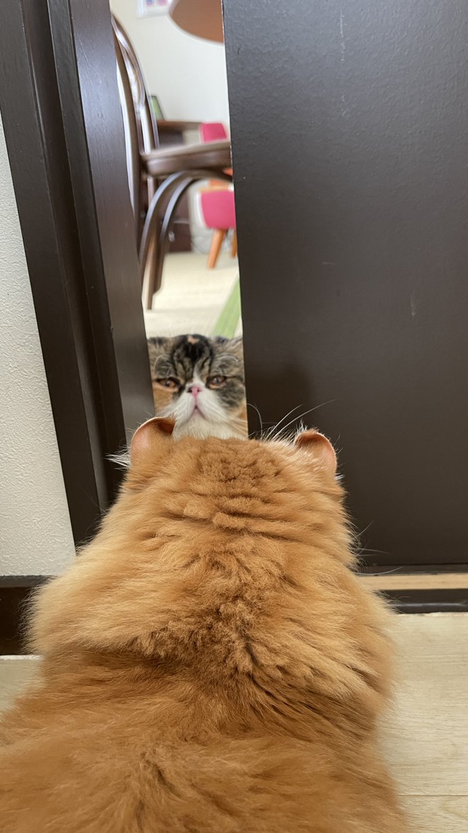 NyanSocial's tweet photo. フォロワーの皆さん、お久しぶりです😺
しばらくお休みしていた猫動画「にゃんチャン」がYouTube そしてTicTokに帰って来ました。以前より短く日常のあるあるを切り取った、ゆる〜い動画になっています。ぜひ見てやってください。毎日夜7時配信。
https://t.co/JGGDtfWjaM
https://t.co/RsuBGSdzhm https://t.co/GxgU7PYAfn