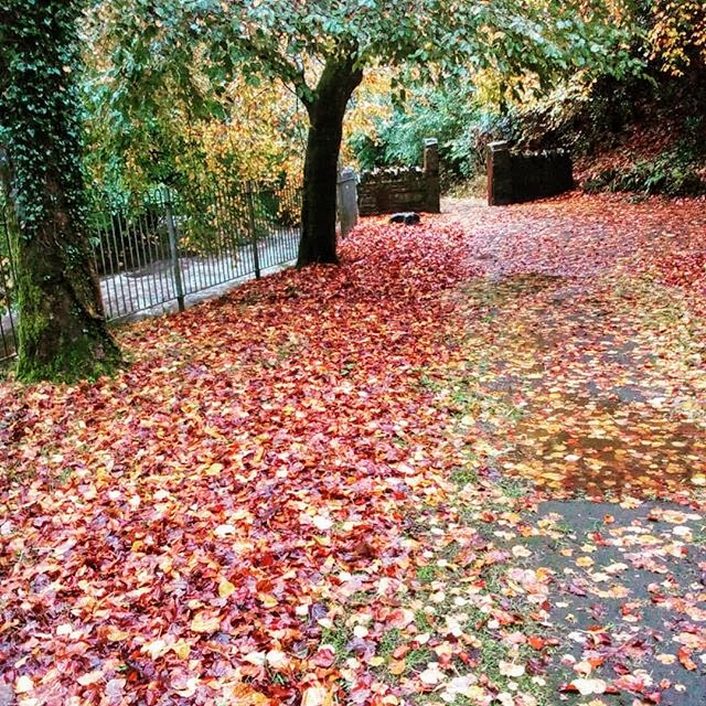 Bev_michelle7's tweet image. #TECKNET #Autumn #Giveaway 
Love this time of year, it&apos;s mother nature at it&apos;s best with vibrant colourfuls and lovely walks.