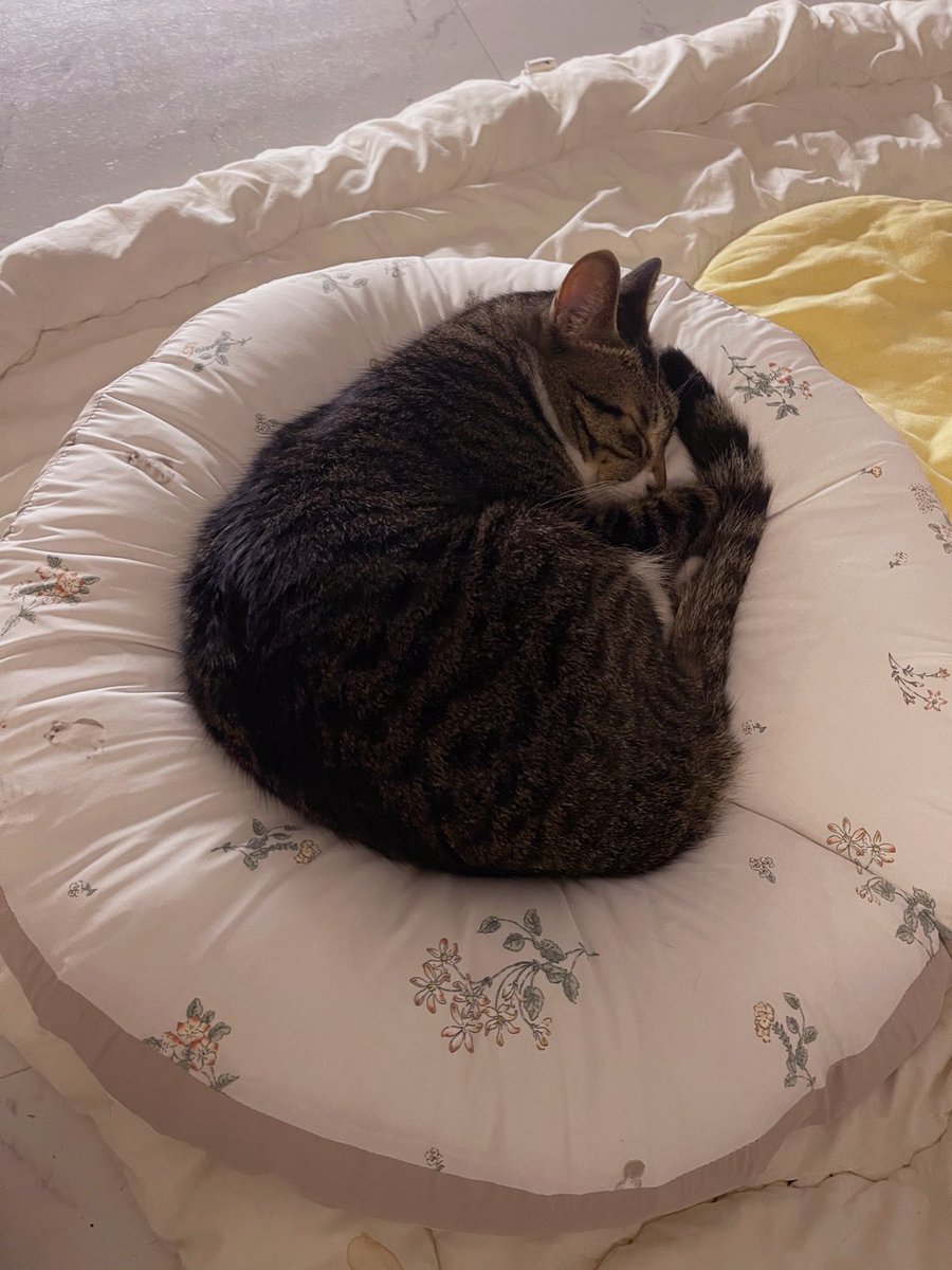 새 방석을 사줬다. (다람쥐인줄)