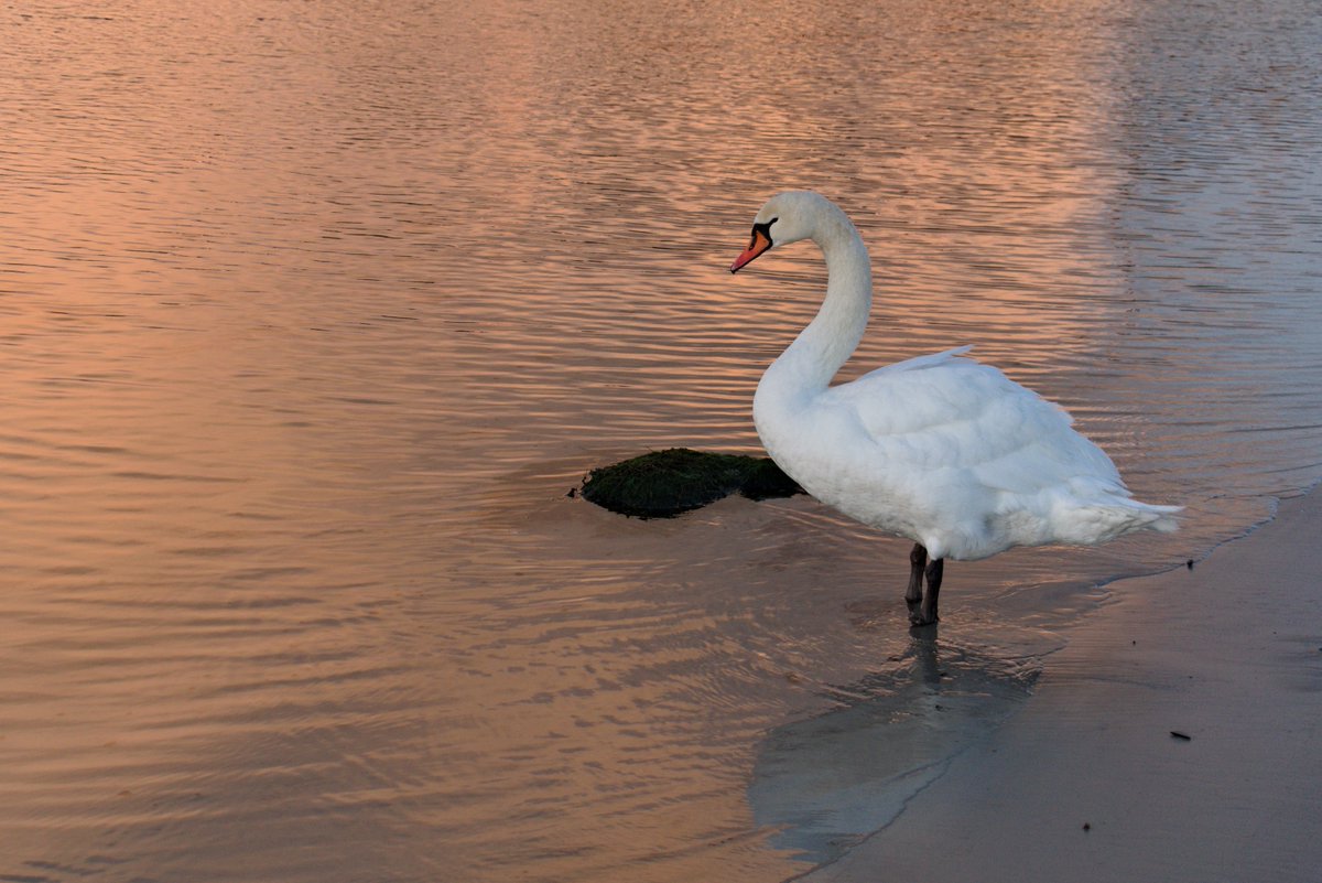 featherytravels's tweet image. This morning in Port Ellen.

#IsleOfIslay #InnerHebrides