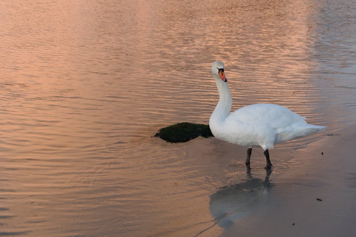 featherytravels's tweet image. This morning in Port Ellen.

#IsleOfIslay #InnerHebrides