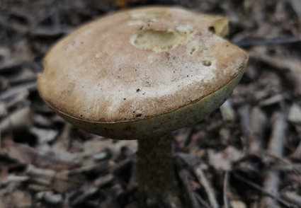 Phytotaxa's tweet photo. Morphological characteristics and phylogenetic analysis reveal Leccinum septentrionale sp. nov. (#Boletaceae, Boletales) from #China 
https://t.co/hbJAS8kY5k 
#Taxonomy https://t.co/AdGxSTLTM5