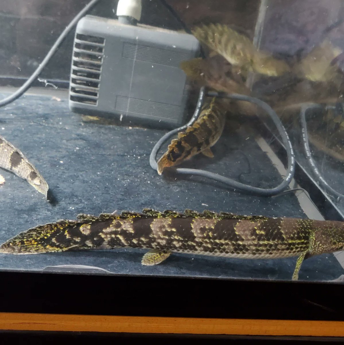 Po_Delhezi's tweet image. 育成からメインに移動した3匹、似てる個体が複数いるので、どれがどれか
最近たまに分からなくなります😰笑
#Polypterus
#bichir
#delhezi
#デルヘジ
#デルヘッジ