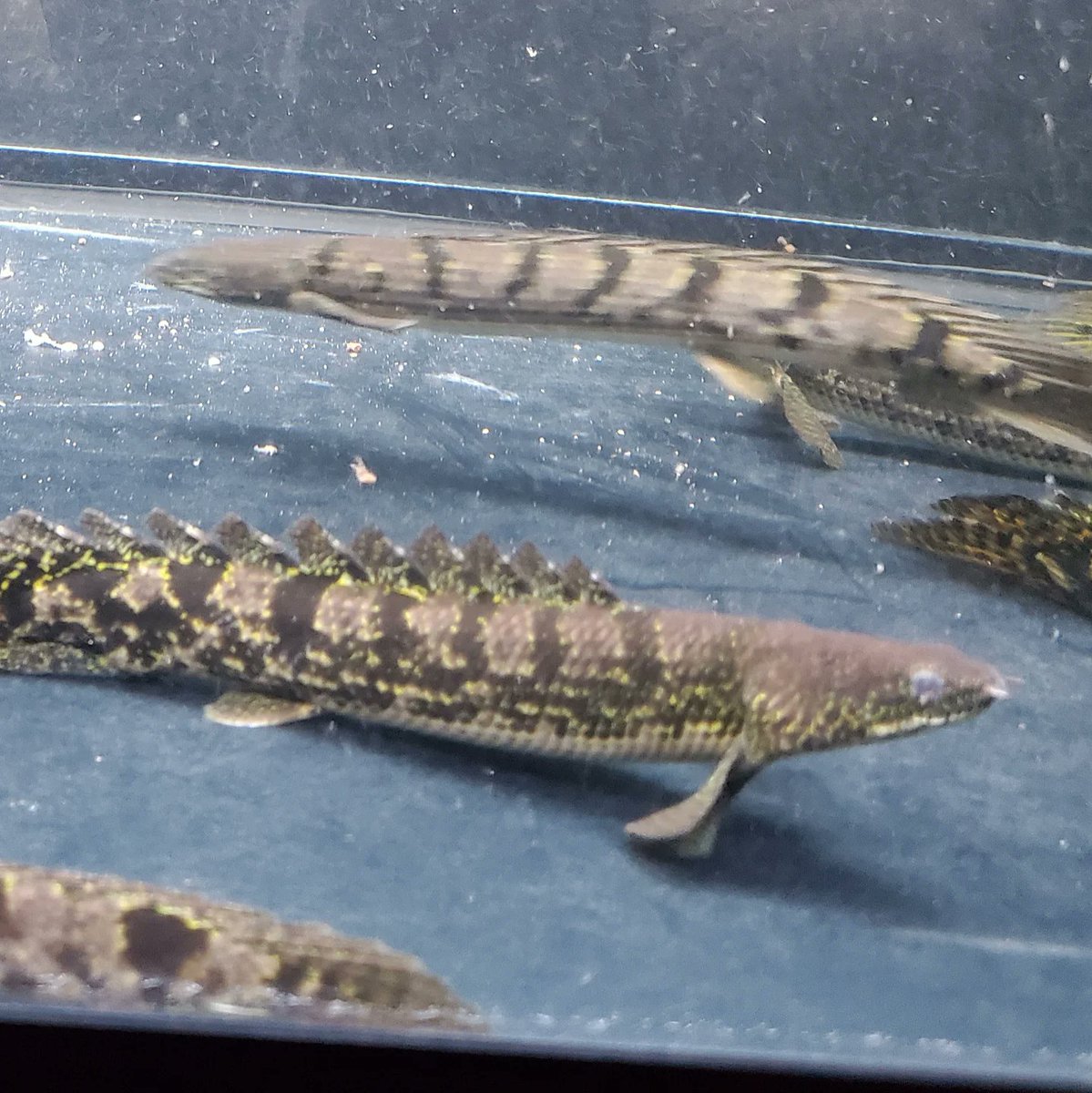Po_Delhezi's tweet image. 育成からメインに移動した3匹、似てる個体が複数いるので、どれがどれか
最近たまに分からなくなります😰笑
#Polypterus
#bichir
#delhezi
#デルヘジ
#デルヘッジ