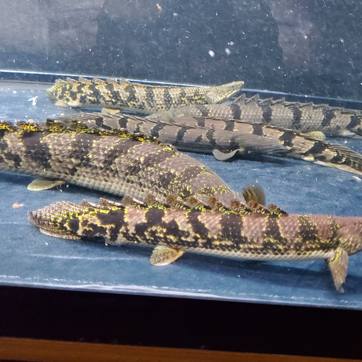 Po_Delhezi's tweet image. 育成からメインに移動した3匹、似てる個体が複数いるので、どれがどれか
最近たまに分からなくなります😰笑
#Polypterus
#bichir
#delhezi
#デルヘジ
#デルヘッジ
