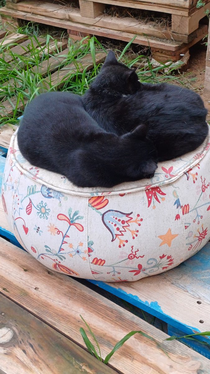 Hemos aprovechado este fin de semana, que no llovía, para limpiar y desinfectar las casetas de <a href="/ColoniaGats/">ColoniaGatsLaPlata</a>  en #Valencia, pensando en el invierno.
Fueron 7 horas limpiando sin parar y se pudo hacer gracias a personas #voluntarias que nos ayudaron,  Maxi y Valentina.
¡Gracias!