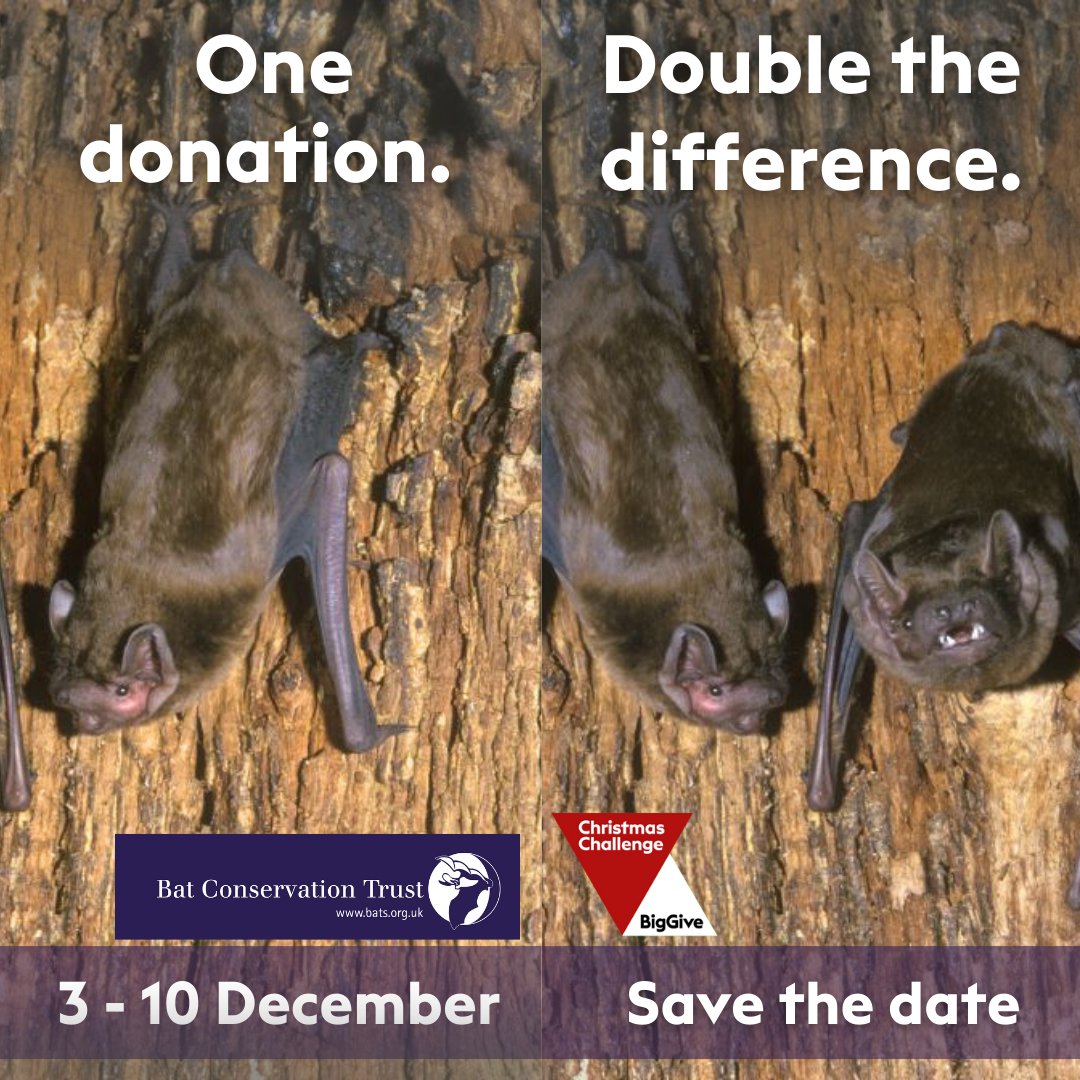 Bat Conservation Trust (@_bct_) on Twitter photo Less than two weeks to go for our 'A lifeline for bats' to go live!
For one week only, 3 - 10 December, donations up to ยฃ5,000 will be doubled! All funds going to the National Bat Helpline!
Subscribe to be notified when it goes live: forms.office.com/e/tvUNXkBYaC #ChristmasChallenge Less than two weeks to go for our 'A lifeline for bats' to go live!
For one week only, 3 - 10 December, donations up to ยฃ5,000 will be doubled! All funds going to the National Bat Helpline!
Subscribe to be notified when it goes live: forms.office.com/e/tvUNXkBYaC #ChristmasChallenge