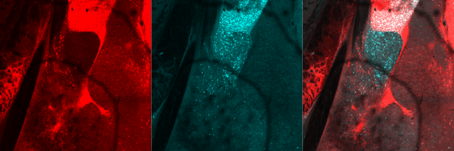 Łukasz Bijoch tweet media