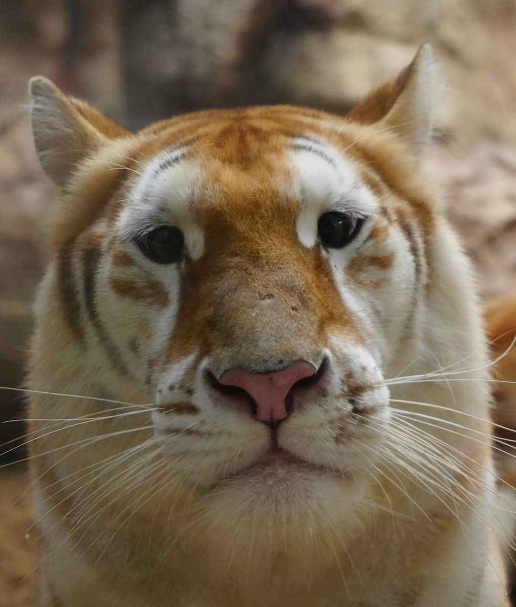 Avacutetiger🐯 tweet media