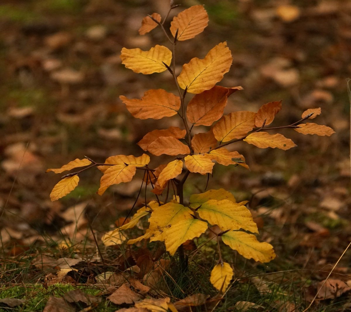 "Mojí" cestou🌲🌊🍁.
Trasa, kterou nejraději chodím, změnila svoji tvář. Rybník i listnaté stromy posmutněly, u ostrůvku usychajícího rákosí nehybně číhá na svojí kořist volavka. I v lese pomalu mizí barvy, výrazné listí potkávám zřídka. Čekání lesa na zimu ...
Prima den⛅️🍀🙂