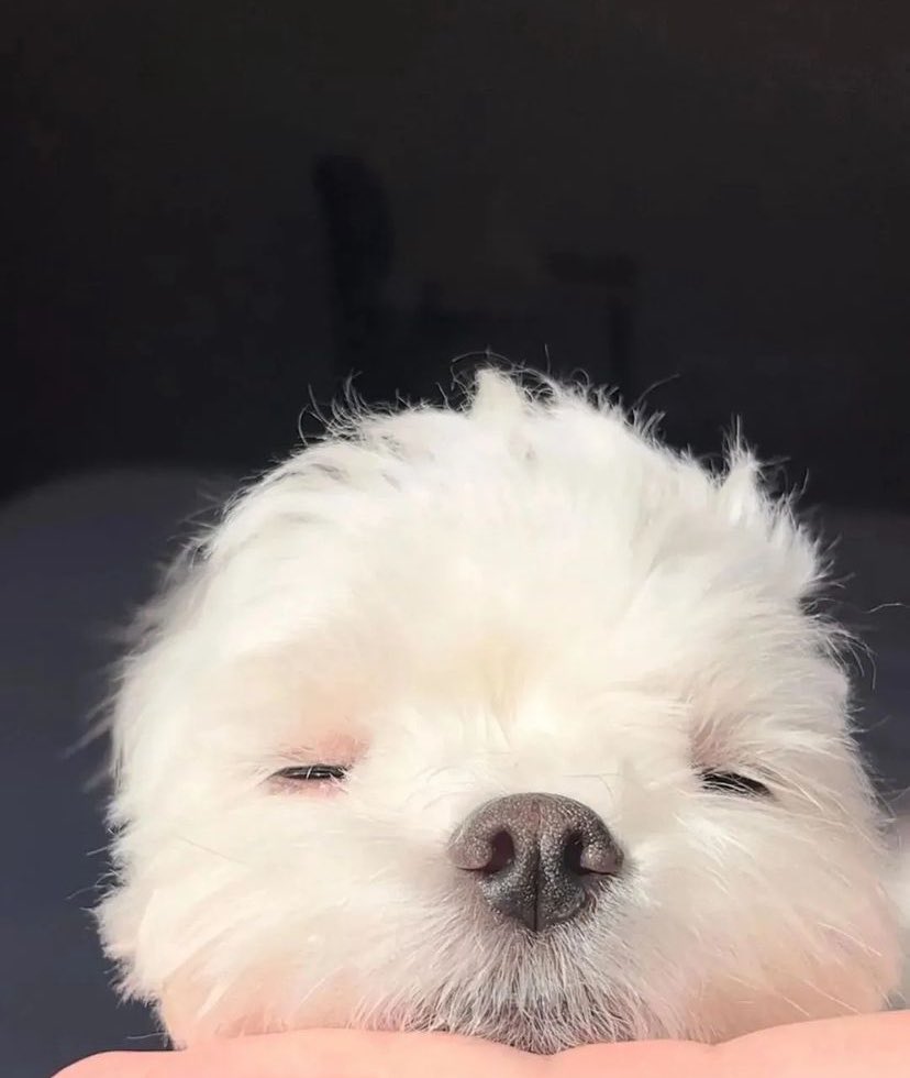 💖 (@twaniimals) on Twitter photo 