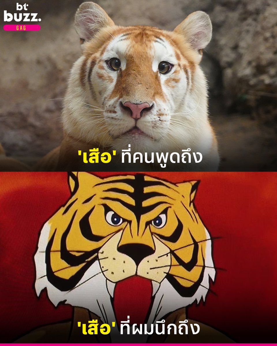 ก่อนมีน้องเอวา นี่คือเสือที่ใครหลาย ๆ คนต่างรู้จัก...แค่คิดถึงเพลงก็มาในหัวแล้ว

เครดิตภาพ : เชียงใหม่ไนท์ซาฟารี

#BTBUZZ #Gag #น้องเอวา #หน้ากากเสือ