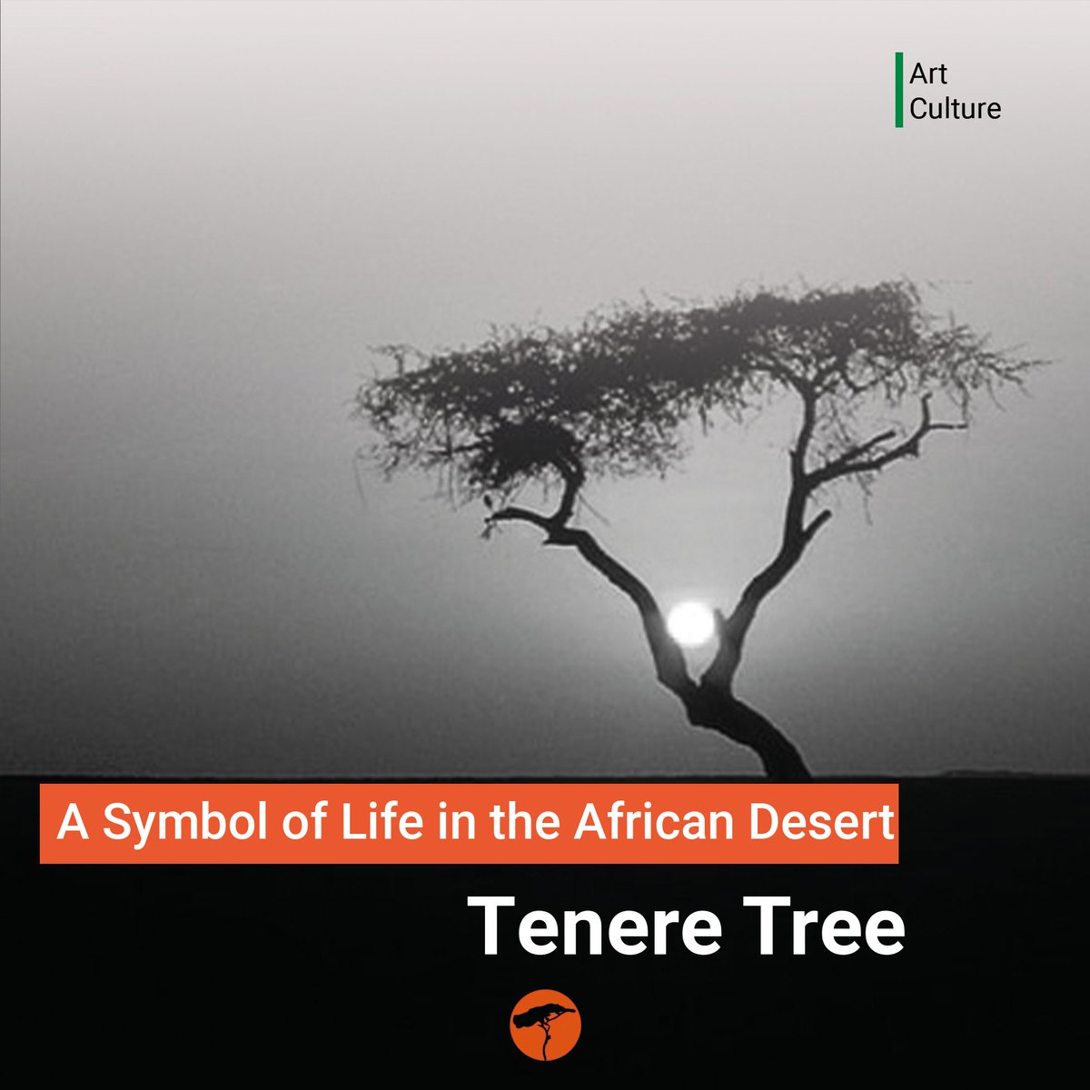 grownigering's tweet image. A tree standing alone for 400 km in the vast sands of the Sahara Desert!🌱#TenereTree #PowerofNature #LegendaryTree