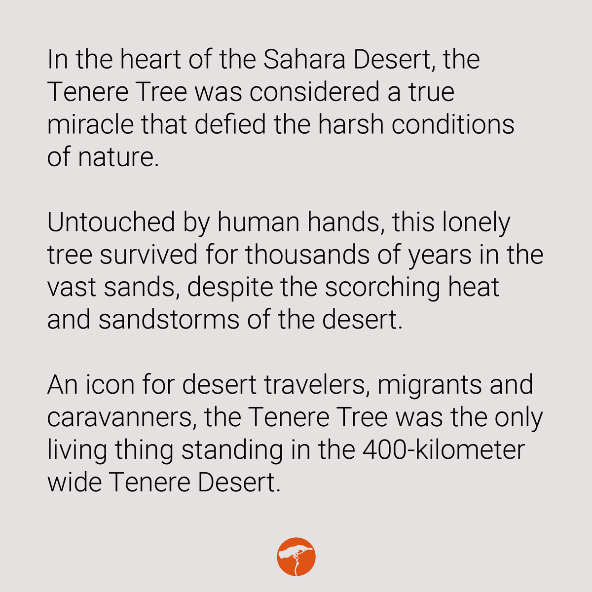 grownigering's tweet image. A tree standing alone for 400 km in the vast sands of the Sahara Desert!🌱#TenereTree #PowerofNature #LegendaryTree