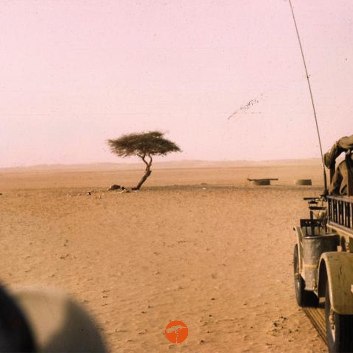 grownigering's tweet image. A tree standing alone for 400 km in the vast sands of the Sahara Desert!🌱#TenereTree #PowerofNature #LegendaryTree