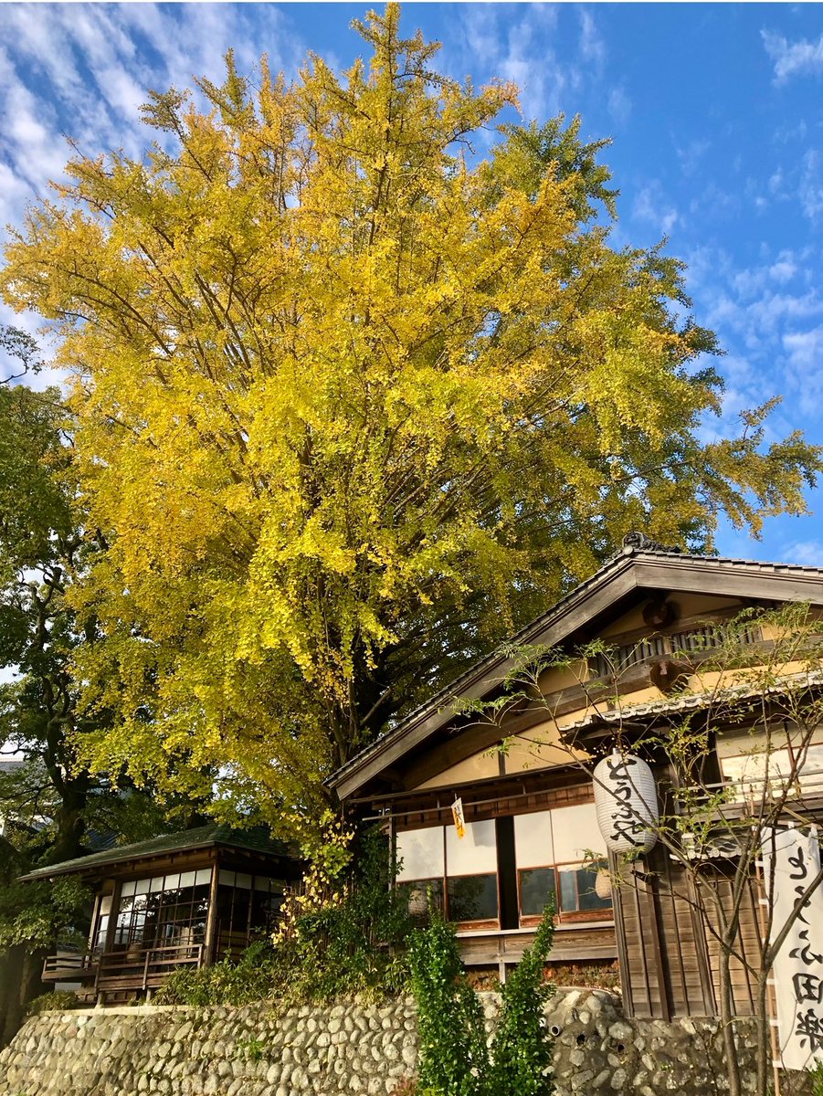 伊勢神宮の紅葉の見頃は来週くらいからになりそうです。
※写真は去年のものです