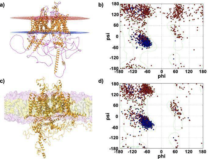 Channelomics's tweet photo. Researchers developed all-atom models of NaV1.5 #IonChannels  with cytosolic components, using advanced force fields to study structural dynamics and interactions missing from CryoEM data.​​​​​​​​​​​​​​​​ https://t.co/1wEbWOuezd

From @ChannelOmics@Mastodon.social

#IonChannels https://t.co/HLuG8ezOL6