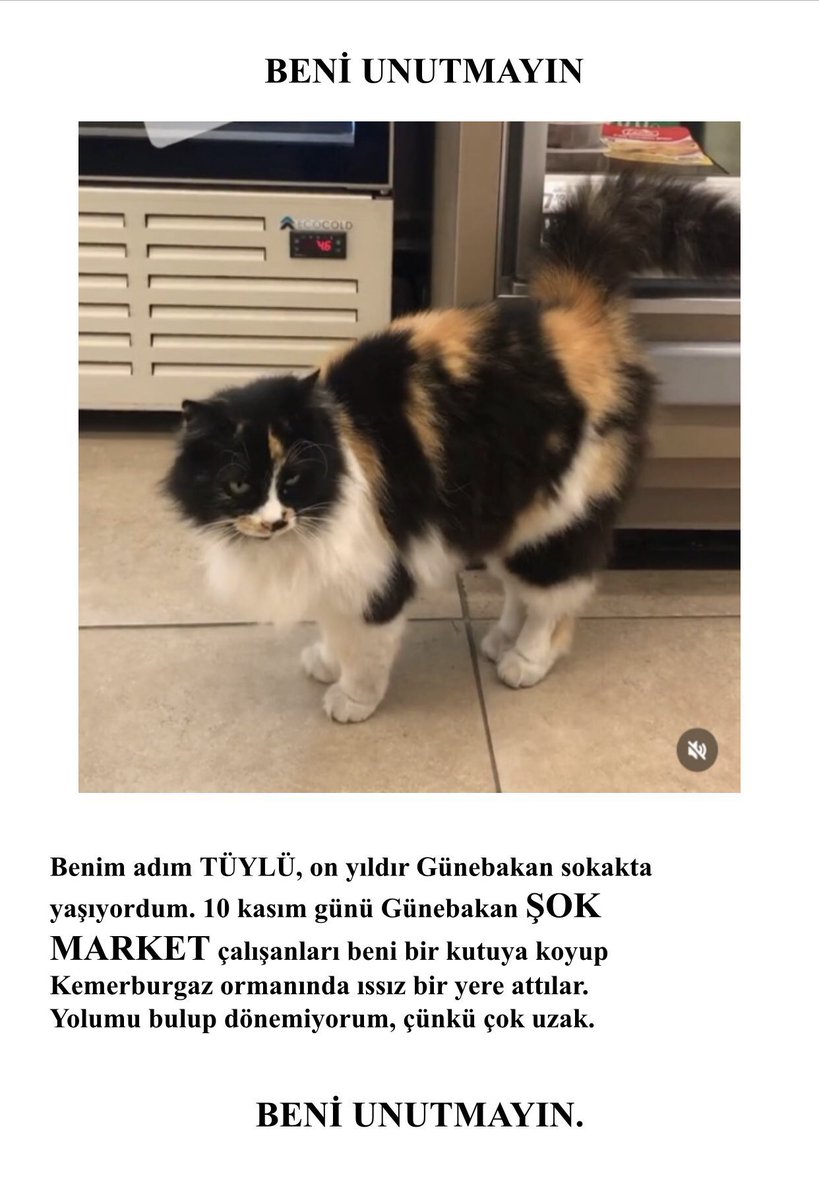 Günebakan şube çalışanlarınız mahallenin kedisini ormana terketmiş. Gönüllüleri Tüylü’yü arıyor, çalışanlarınız cevap vermiyor belki siz verirsiniz. Tüylü nerede

<a href="/YildizHoldingTR/">Yıldız Holding TR</a> 
<a href="/SokMarketler/">Şok Marketler</a>