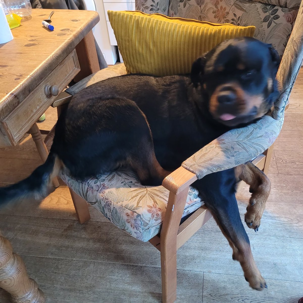 Holly Thomas tweet media