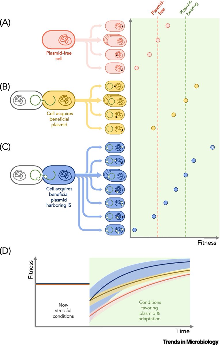 Trends in Microbiology (@trendsmicrobiol) on Twitter photo New: Elizabeth Duan, Olivia Kosterlitz (<a href="/livkosterlitz/">Olivia Kosterlitz</a>) & Benjamin Kerr (<a href="/evokerr/">Benjamin Kerr</a>) spotlight the <a href="/NatureEcoEvo/">NatureEcoEvo</a> article by Alfonso Santos-Lopez (<a href="/ASantosLopez/">Alfonso Santos-López</a>), Alvaro San Millan (@AlvSanMillan) & team on mobile elements as agents of rapid adaptive change.
tinyurl.com/2u25mynh New: Elizabeth Duan, Olivia Kosterlitz (<a href="/livkosterlitz/">Olivia Kosterlitz</a>) & Benjamin Kerr (<a href="/evokerr/">Benjamin Kerr</a>) spotlight the <a href="/NatureEcoEvo/">NatureEcoEvo</a> article by Alfonso Santos-Lopez (<a href="/ASantosLopez/">Alfonso Santos-López</a>), Alvaro San Millan (@AlvSanMillan) & team on mobile elements as agents of rapid adaptive change.
tinyurl.com/2u25mynh