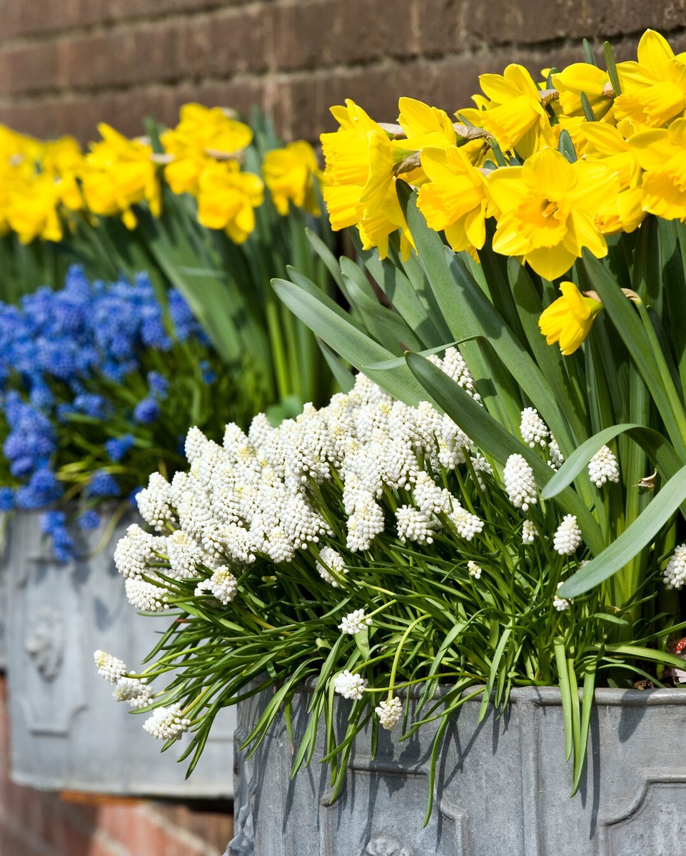 FlowerbulbsCom's tweet image. Let your garden bloom with a rainbow of colors in spring! Plant your bulbs now and enjoy a beautiful season 🌈🌸 im.nu/nV57gG #GardenInspiration #SpringFlowers #ColorfulSpring #FlowerBulbs #FlowerBulbsMakeYouBloom