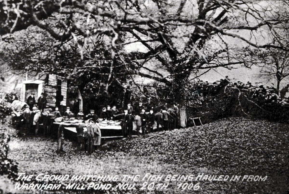 On this day in 1906 the floodgates at Warnham Millpond gave way, draining the area and leaving thousands of fish stranded. Our photo shows a large crowd watching the fish being hauled in. The problem was discovered early on, so many were rescued and moved. #HorshamMuseum