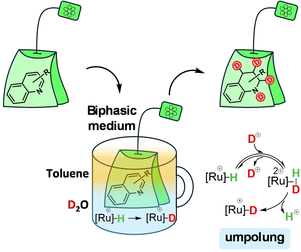 quicap_lab's tweet photo. 📢 Check out our latest article, now published in AJOC @ACES_Journals
Ruthenium Catalysed Transfer Deuteration of Heteroaromatics in D2O
https://t.co/hCtSIcCxvE https://t.co/KWuWS5yrhR