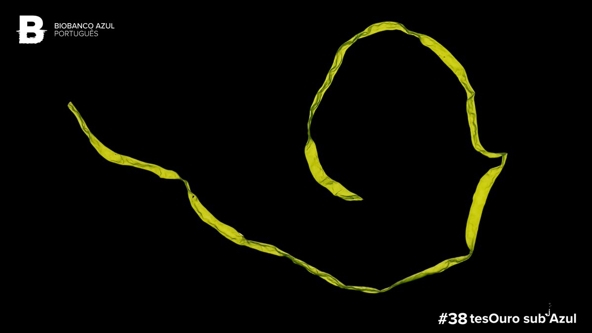 The 𝘁𝗲𝘀𝗢𝘂𝗿𝗼 𝘀𝘂𝗯 𝗔𝘇𝘂𝗹 of this week is a strain of the green macroalgae 𝘜𝘭𝘷𝘢 𝘤𝘰𝘮𝘱𝘳𝘦𝘴𝘴𝘢 Linnaeus 1753.

This strain of a sea lettuce species is mostly cosmopolitan. It can be found from Antarctica to the Arctic, including tropical waters. 

<a href="/CienciasDoMar/">CCMAR - Centro de Ciências do Mar</a>