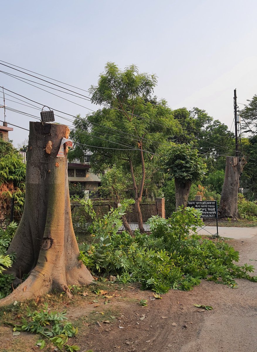 desidrapes's tweet photo. Karma! The poor air quality is nothing but a result of our mistreatment of urban trees. We choke their roots with concrete, build chabotras around them insensitively, leaving roots no breathing space. Prune them brutally to make passage for electric wires! Killing them slowly. https://t.co/blSjzifI6E