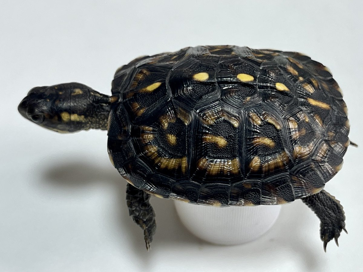 ガルフコーストハコガメ

和象亀産2024（ブラックタイプ）

お迎え当初は、ここまで黒くなかったが
最近黒みが増してきた感じ。

可視光線の影響なのか？
この子のポテンシャルなのか？
要観察👀

#ガルフコーストハコガメ
#ブラックガルフ
#ジェットブラックガルフ
#Terrapenecarolinamajor
#wazouki