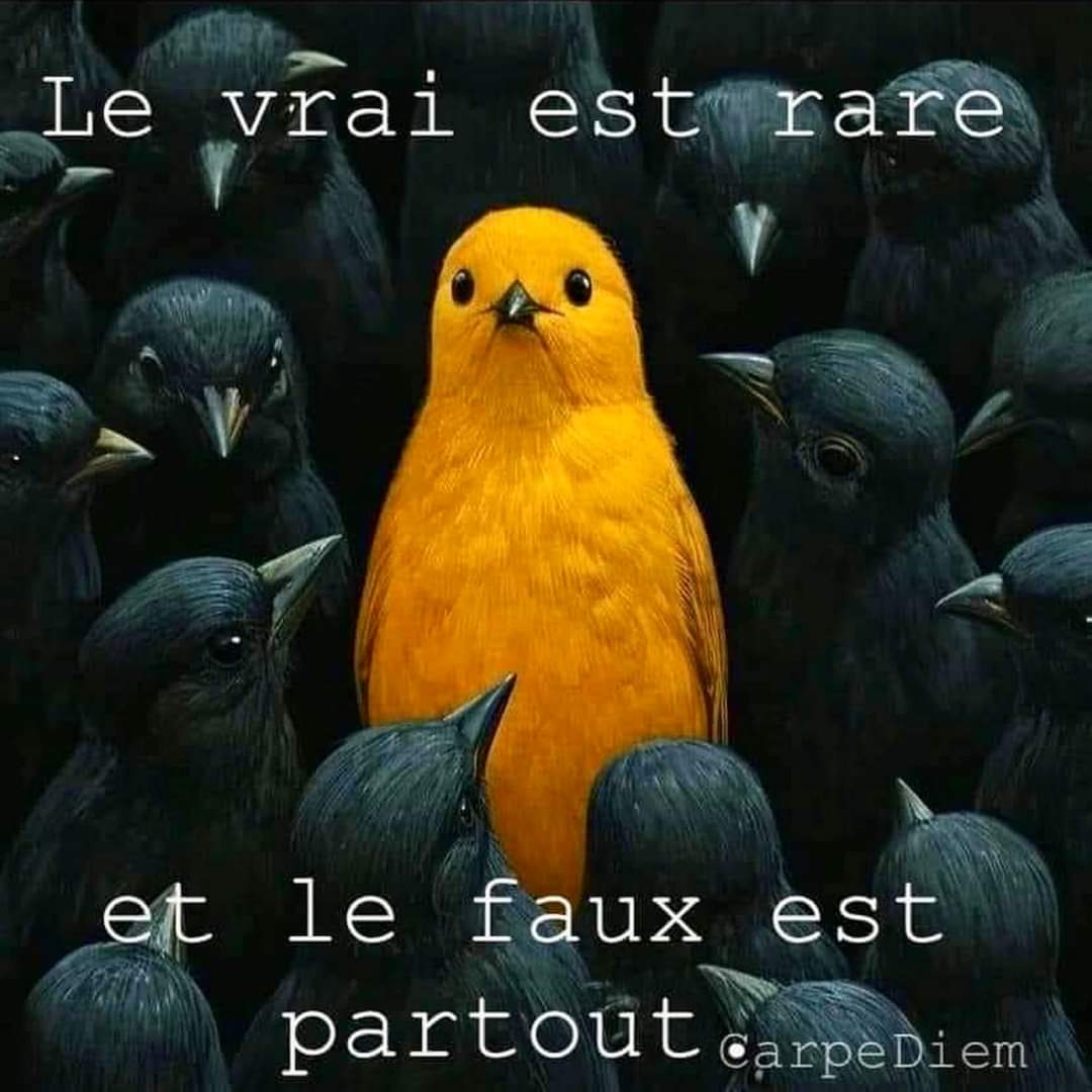Sagesse Pure tweet media