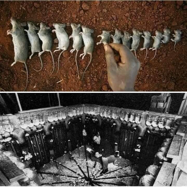 أبشع تجربة علمية في التاريخ

بدأت التجربة بشكل عادي للغاية، ومن كثرة الطبيعة التي بدت عليها لم يكن ليتخيل أنها ستبوء تدريجيا لكمية السوداوية التي باتت عليها بنهاية التجربة
بدأت التجربة نفسها في عام 1970 ميلاديا حينما قرر عالم السلوكيات الأمريكي “جون كالاهون” إجراء تجربة بشكل عميق