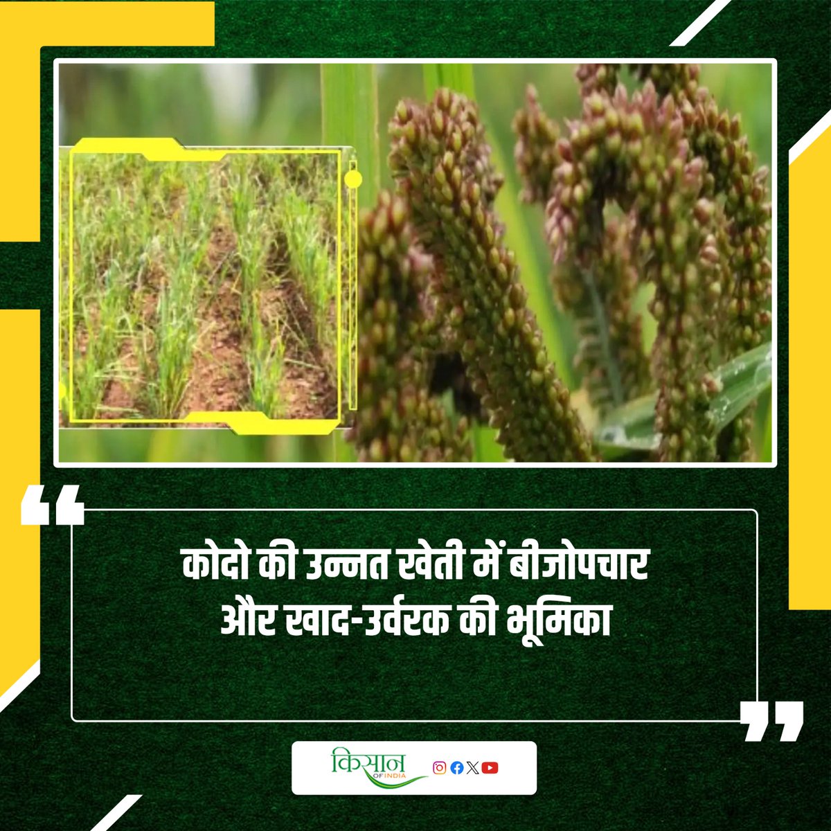 KisanofIndia's tweet image. कोदो की उन्नत खेती को बढ़ावा दिया जा रहा है। यह चावल की तरह खाया जा सकता है और प्रोटीन, फाइबर, आयरन, कैल्शियम और मैग्नीशियम जैसे महत्वपूर्ण पोषक तत्वों से भरपूर है।

kisanofindia.com/crops-produce/…

#KisanOfIndia #Farming #Kodo #Millets #IYM2023 #ShreeAnna #OrganicFarming #NaturalFarming