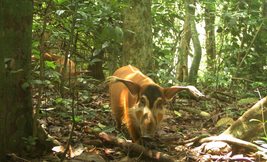 Camera Trap Picture of the Week. 

The red river-hog Potamochoerus porcus was formerly widespread across the forests of southern Nigeria.  Unfortunately, because of hunting and habitat loss, the species has declined and today is largely restricted to protected areas.