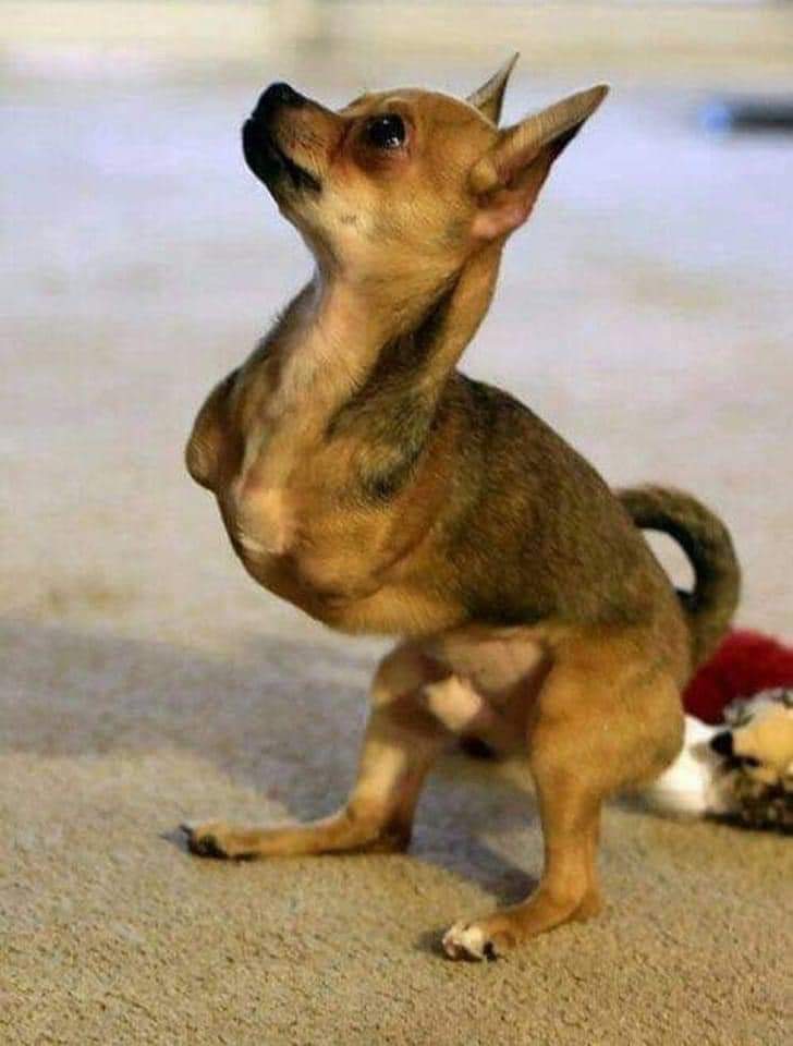 Je sais que je n'aurai pas de bisou 💋 parce que je ne suis pas joli 🥺🥺