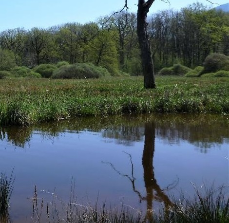 More than 500 people gathered for the International Pond Conference, hosted by #PONDERFUL and <a href="/europeanponds/">EPCN</a> 💦

A huge thank you to everyone who shared a presentation or poster - and joined us for this very successful virtual event. 

Read the full story: ponderful.eu/exploring-the-…