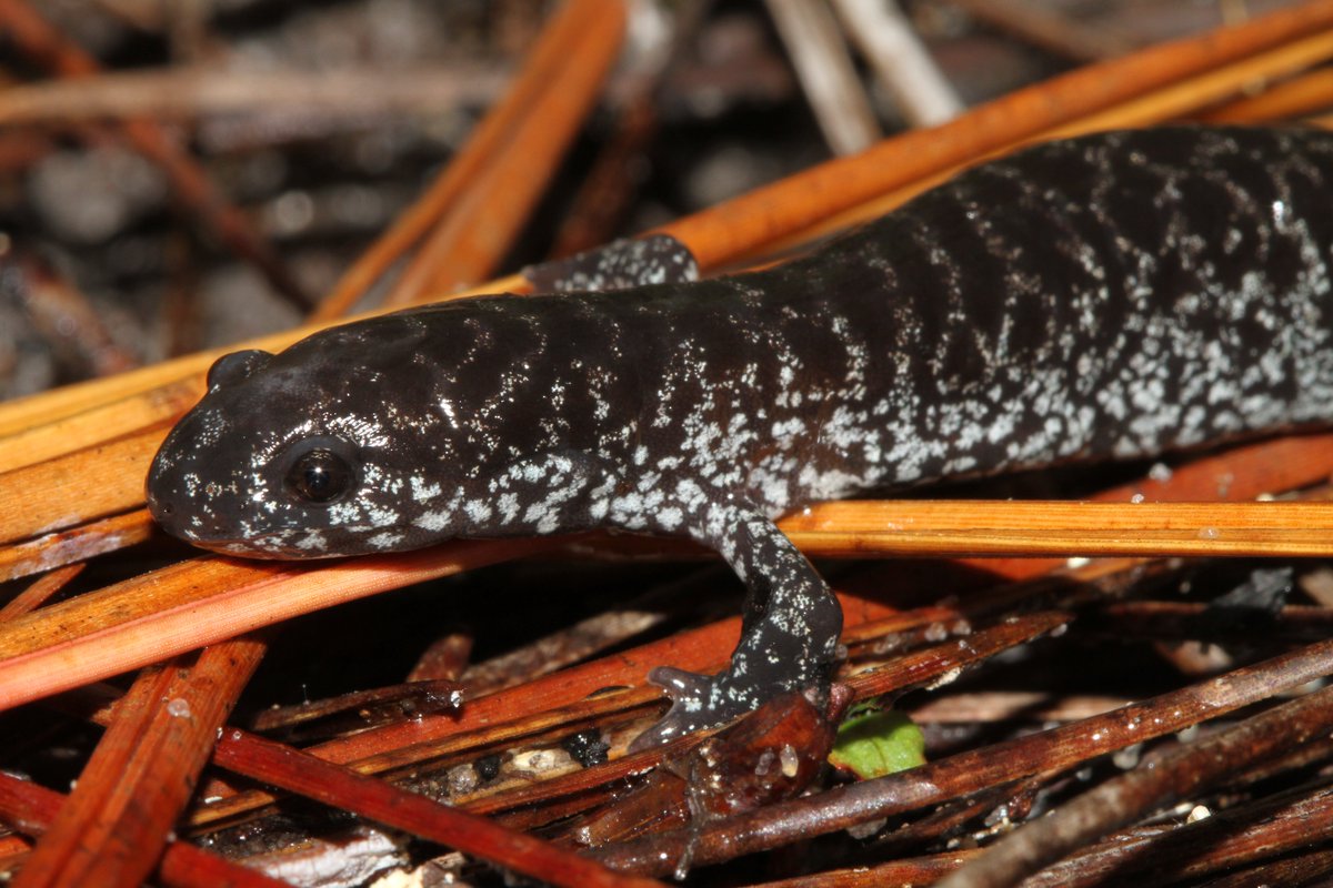 ASIH (@ichsandherps) on Twitter photo A new paper on Flatwoods Salamander management under future climate change by <a href="/TheSnakeDude/">Houston Chandler</a> et al.:
DOI link: doi.org/10.1643/h20230…
50-day free access link: ichthyologyandherpetology.org/ihbjbd/aph2023…
<a href="/OrianneSociety/">The Orianne Society</a> A new paper on Flatwoods Salamander management under future climate change by <a href="/TheSnakeDude/">Houston Chandler</a> et al.:
DOI link: doi.org/10.1643/h20230…
50-day free access link: ichthyologyandherpetology.org/ihbjbd/aph2023…
<a href="/OrianneSociety/">The Orianne Society</a>
